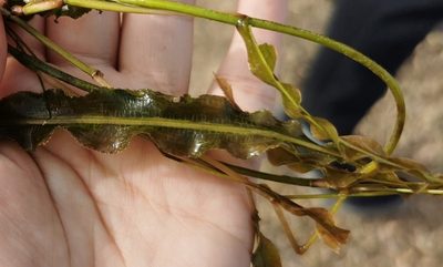 Potamogeton wrightii, photographed by Zinogre