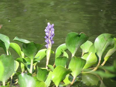 Pontederia azurea, photographed by Matias Cabezas
