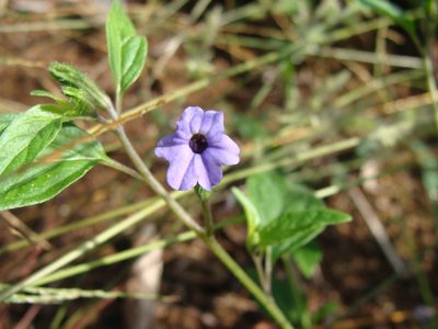 Browallia americana, photographed by Alexis López Hernández