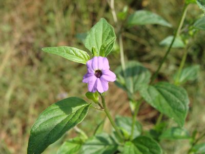 Browallia americana, photographed by Alexis López Hernández