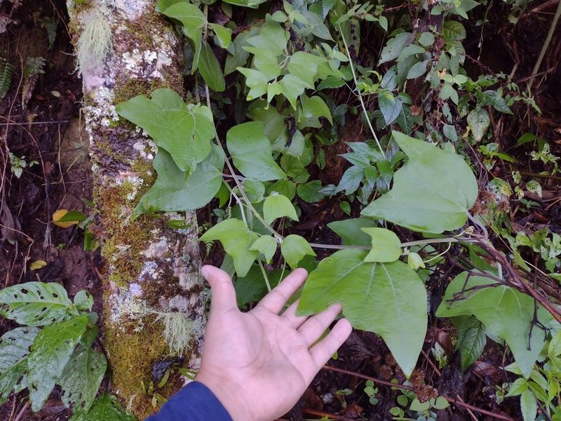 Passiflora sexflora, photographed by Alexis López Hernández