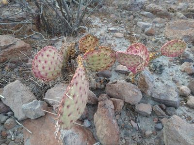 Opuntia comonduensis, photographed by Abraham Sánchez Romero