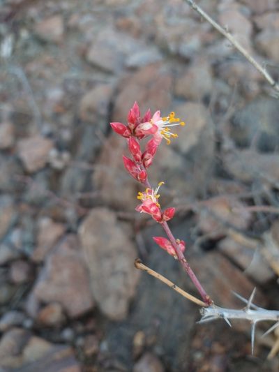 Fouquieria burragei, photographed by Abraham Sánchez Romero