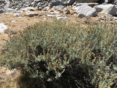 Artemisia rothrockii, photographed by Martin Purdy