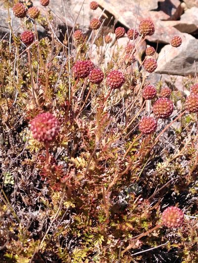 Acaena glabra, photographed by Loïc Chalmandrier