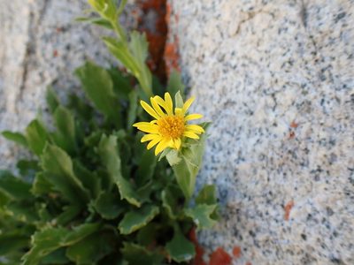 Toiyabea peirsonii, photographed by Martin Purdy