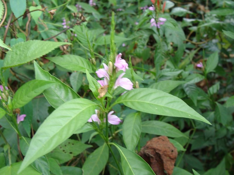 Dianthera breviflora, photographed by Alexis López Hernández