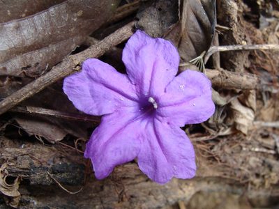 Ruellia matagalpae, photographed by Alexis López Hernández