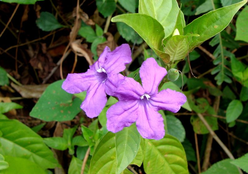 Ruellia matagalpae, photographed by Alexis López Hernández