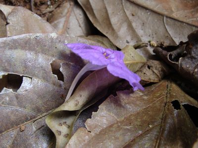 Ruellia matagalpae, photographed by Alexis López Hernández
