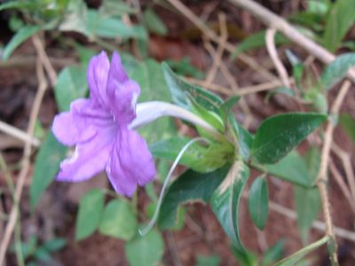 Ruellia matagalpae, photographed by Alexis López Hernández