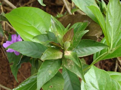 Ruellia matagalpae, photographed by Alexis López Hernández