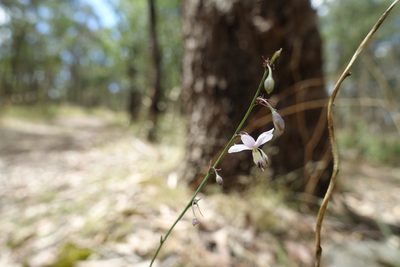 Arthropodium milleflorum, photographed by yatesy