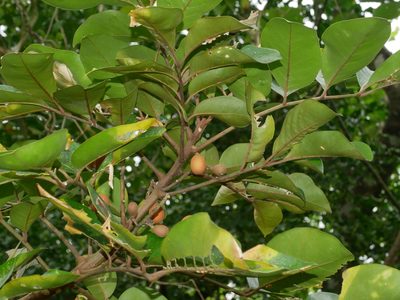 Aglaia rimosa