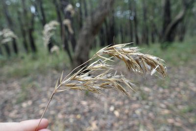 Rytidosperma pallidum, photographed by yatesy
