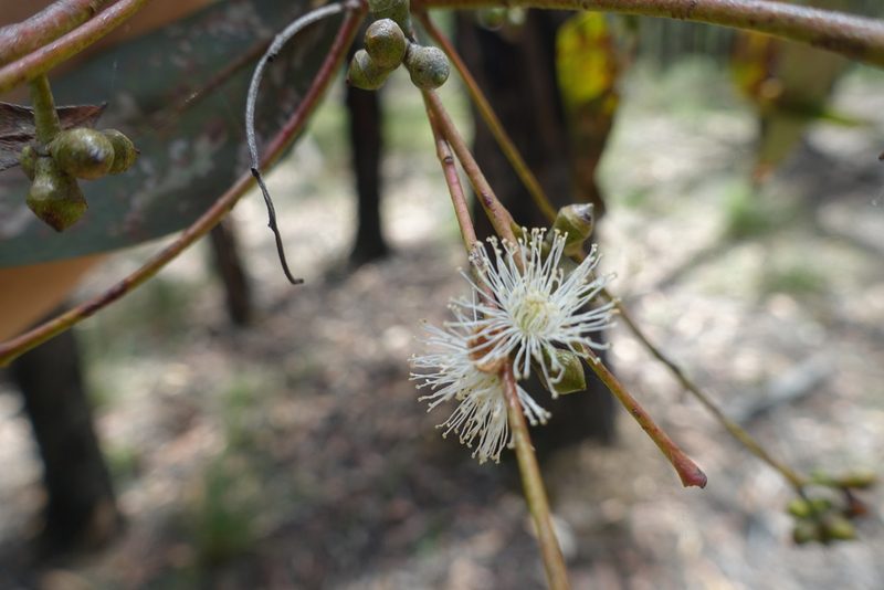 Eucalyptus cephalocarpa, photographed by yatesy