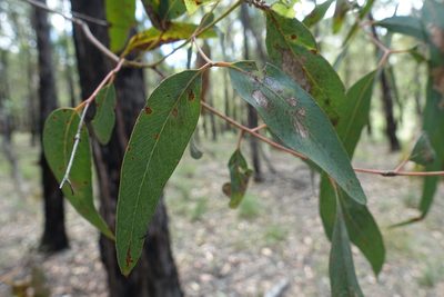 Eucalyptus cephalocarpa, photographed by yatesy