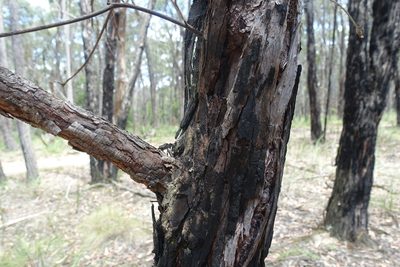 Eucalyptus cephalocarpa, photographed by yatesy