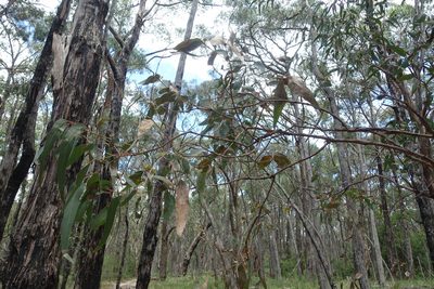 Eucalyptus cephalocarpa, photographed by yatesy