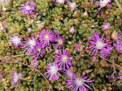 Disphyma dunsdonii, photographed by sharndreheuvel