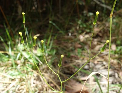 Senecio prenanthoides, photographed by yatesy