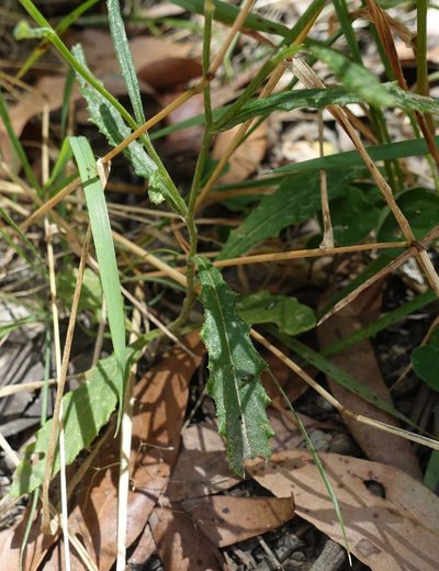 Senecio prenanthoides, photographed by yatesy