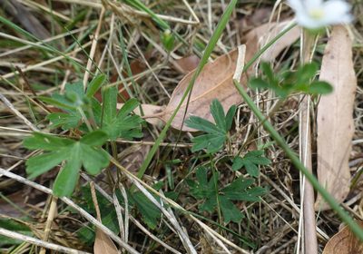 Geranium potentilloides, photographed by yatesy