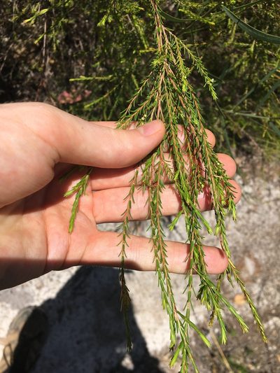 Ochrosperma lineare, photographed by Thomas Mesaglio