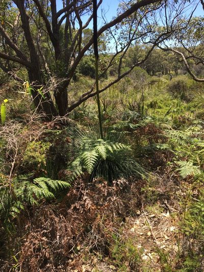 Xanthorrhoea fulva, photographed by Thomas Mesaglio