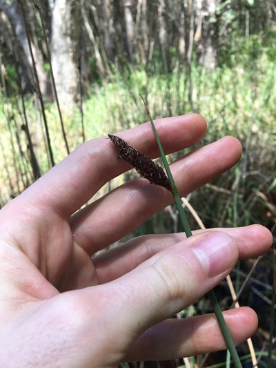 Lepironia articulata, photographed by Thomas Mesaglio