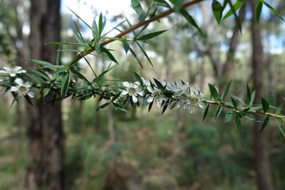 Leptospermum continentale, photographed by yatesy