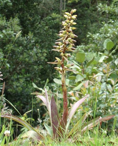 Werauhia ororiensis, photographed by Jean-Paul Boerekamps