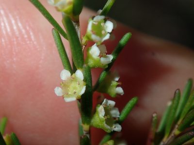 Ochrosperma lineare, photographed by Thomas Mesaglio
