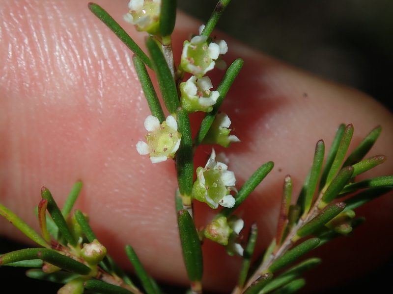 Ochrosperma lineare, photographed by Thomas Mesaglio