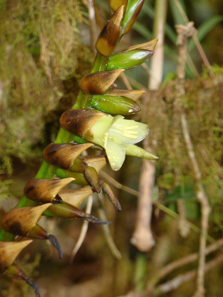 Werauhia pittieri, photographed by Jean-Paul Boerekamps