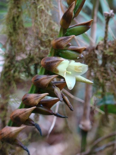 Werauhia pittieri, photographed by Jean-Paul Boerekamps