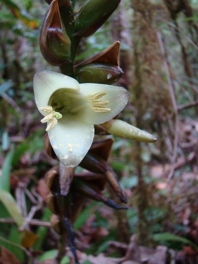 Werauhia pittieri, photographed by Jean-Paul Boerekamps