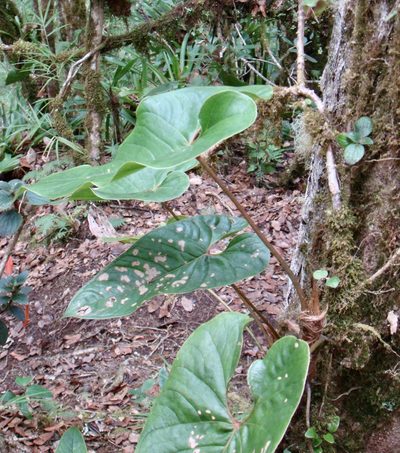 Anthurium concinnatum, photographed by Jean-Paul Boerekamps