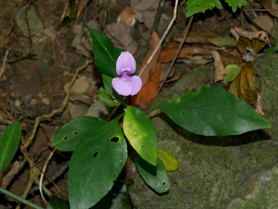 Dicliptera tinctoria, photographed by Jacy Chen