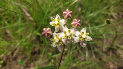 Asclepias flexuosa, photographed by Aaliyah Motala