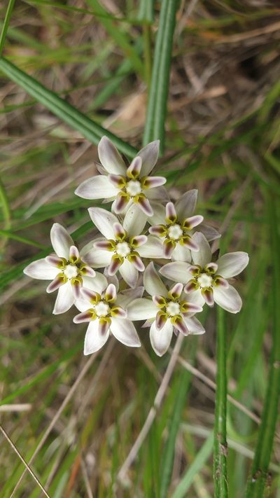 Asclepias flexuosa, photographed by Aaliyah Motala
