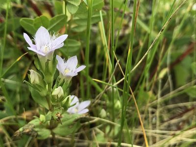 Gentianella biebersteinii, photographed by Nikita Lavrenov