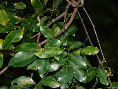 Derris laxiflora, photographed by Jacy Chen