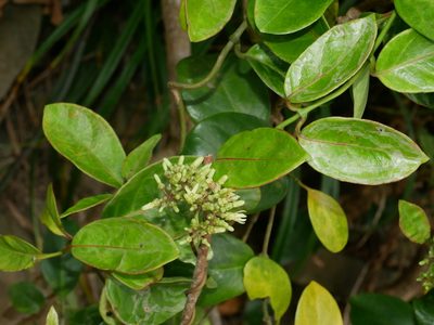 Parsonsia alboflavescens, photographed by Jacy Chen