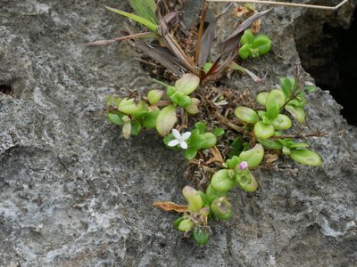 Leptopetalum strigulosum, photographed by Jacy Chen
