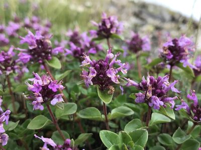 Thymus nummularius, photographed by Nikita Lavrenov