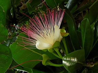 Barringtonia asiatica, photographed by Jacy Chen