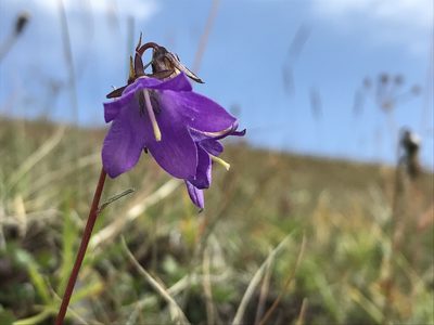 Campanula collina, photographed by Nikita Lavrenov