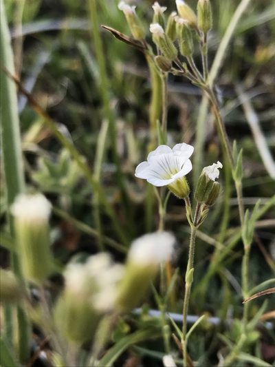 Cherleria circassica, photographed by Nikita Lavrenov