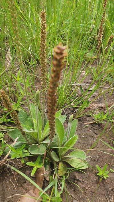 Plantago tomentosa, photographed by Aaliyah Motala
